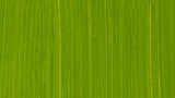 ARTIST OIL PAINT - Michael Harding - 40ml Tube - Cadmium Green (series 4)